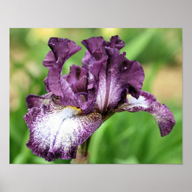 Purple And White Bearded Iris Flower Poster (Front)