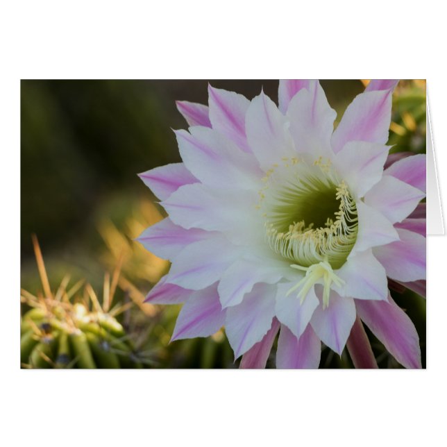 Purple and White Cactus Flower (Front Horizontal)