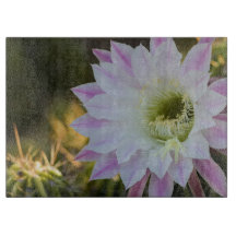 Purple and White Cactus Flower