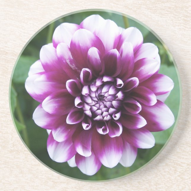 Purple and White Dahlia Coaster (Front)