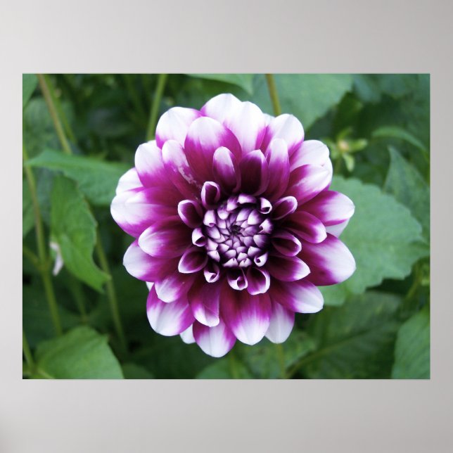 Purple and White Dahlia Poster (Front)