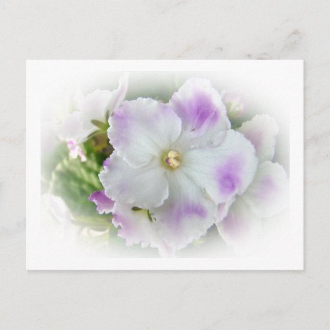 Purple and White Fancy African Violets Postcard (Front)