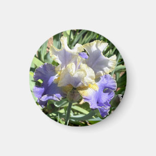 Purple and White Gilded Iris Magnet