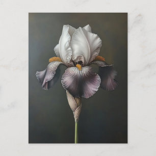 Purple and White Iris Botanical Painting Postcard