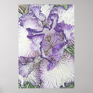 Purple and white iris from above poster