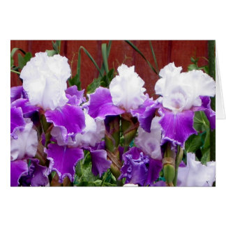 Purple and White Irises
