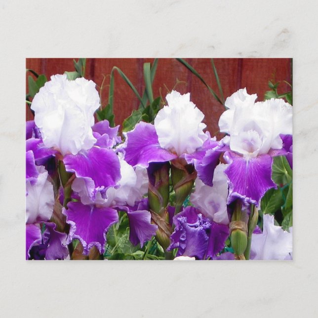 Purple and White Irises Postcard (Front)