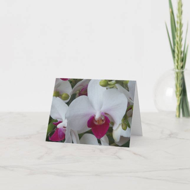 Purple and White Moth Orchids Blank card (Front)