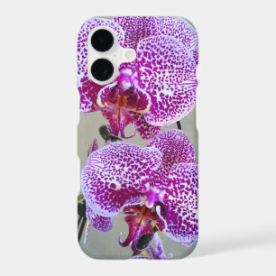 Purple and White Orchid Close-Up Photograph