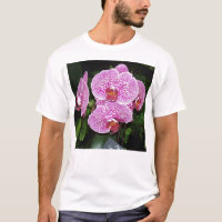 Purple and White Orchid