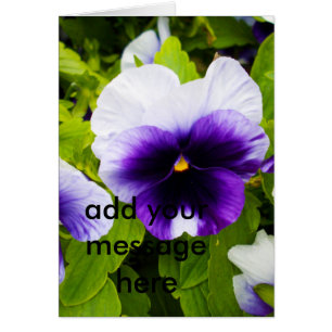 Purple And White Pansies,_