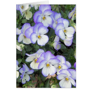 Purple and White Pansies