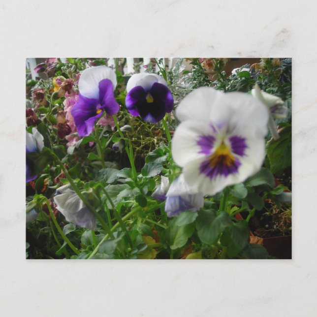 purple and white pansies postcard (Front)