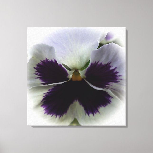 Purple and white pansy canvas print (Front)