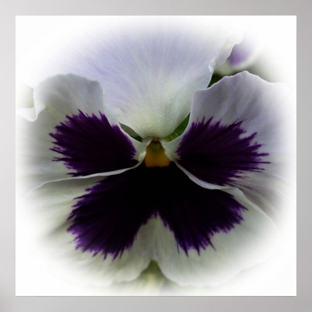 Purple and white pansy poster (Front)