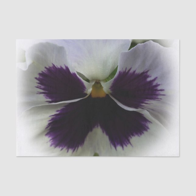Purple and white pansy tissue paper (Front)