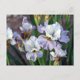 Purple and White Sprint Iris Postcard