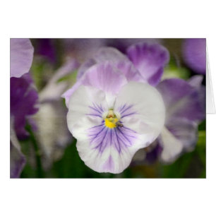 Purple And White Violas by Shirley Taylor