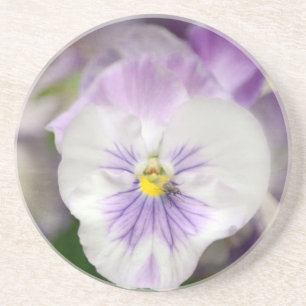 Purple and White Violas by Shirley Taylor Coaster