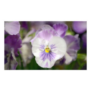 Purple And White Violas by Shirley Taylor Photo Print