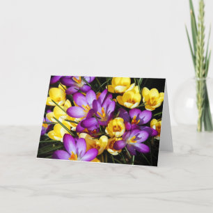 Purple and yellow crocus flowers greeting card