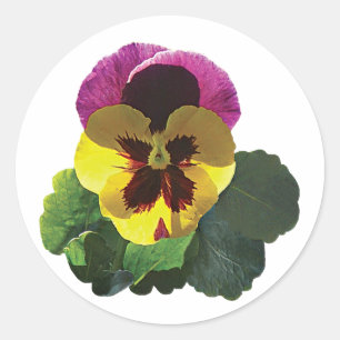Purple and Yellow Pansy Classic Round Sticker