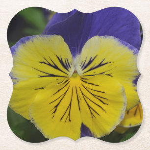 Purple and yellow pansy flower paper coaster
