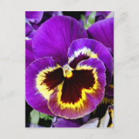 Purple and yellow pansy flower