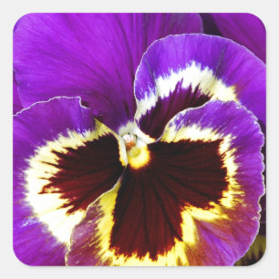 Purple and yellow pansy flower square sticker