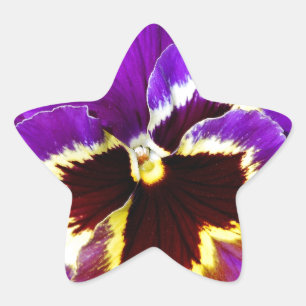 Purple and yellow pansy flower star sticker