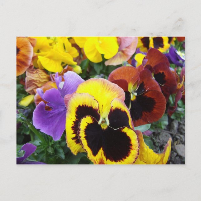 Purple and Yellow Pansy Flowers Postcard (Front)