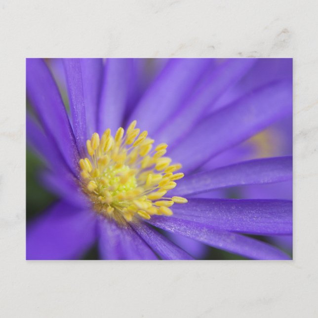 Purple and Yellow Postcard (Front)