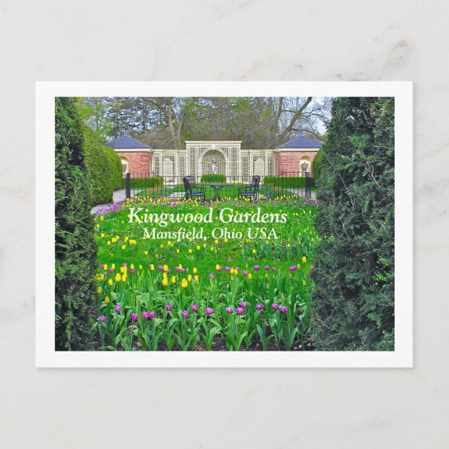 PURPLE AND YELLOW TULIP GARDEN, KINGWOOD GARDENS POSTCARD (Front)