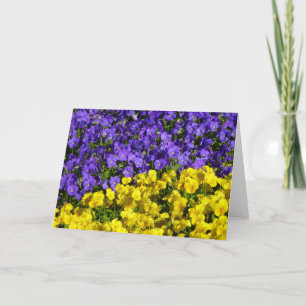 Purple and Yellow Violas Colourful Floral Card