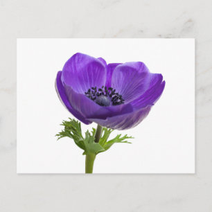 Purple Anemone Flower Postcard