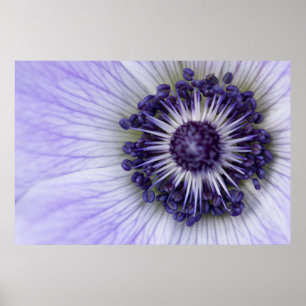 Purple Anemone Macro Flower Photography Poster