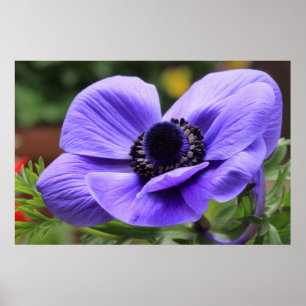 Purple Anemone Poster