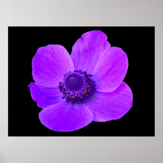 Purple Anemone Postyer Poster (Front)