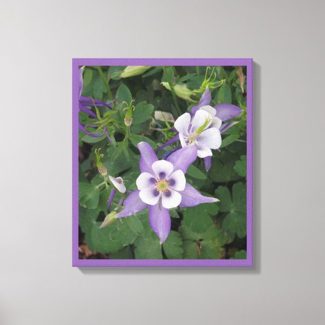 Purple Aquilegia - Columbine Flower Wrapped Canvas (Front)