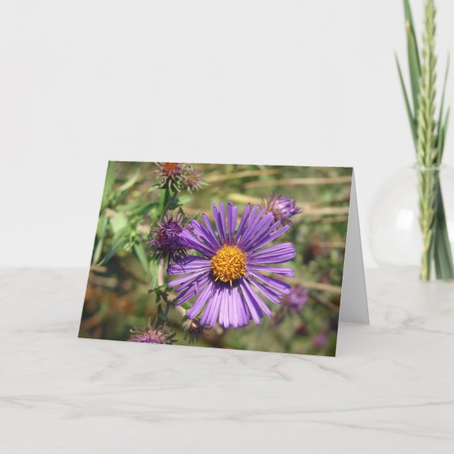 Purple Aster Card (Front)