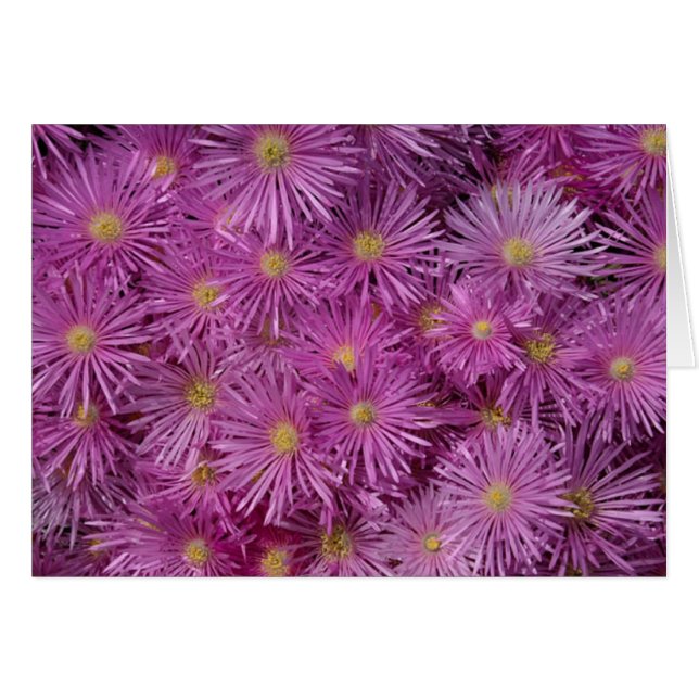 Purple Aster Flowers (Front Horizontal)