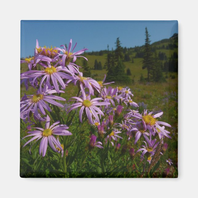 Purple Aster Flowers at Mount Rainier Magnet (Front)