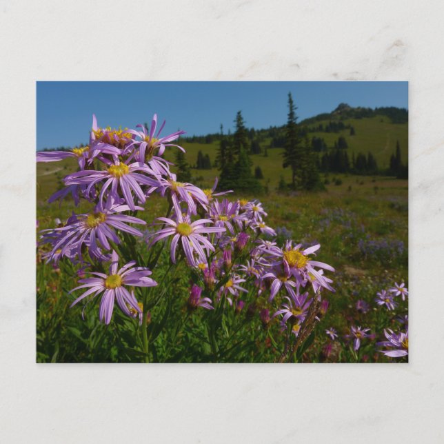 Purple Aster Flowers at Mount Rainier Postcard (Front)