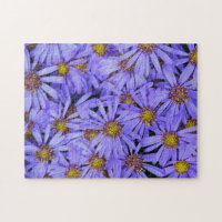 Purple Aster Flowers at RHS Garden Wisley