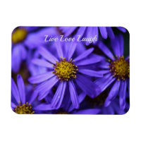 Purple Aster Flowers at RHS Garden Wisley Thinking