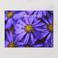 Purple Aster Flowers at RHS Garden Wisley Thinking