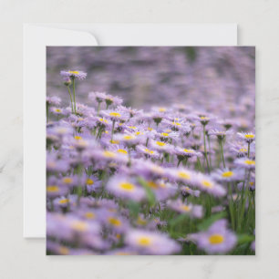 Purple Aster Flowers Card