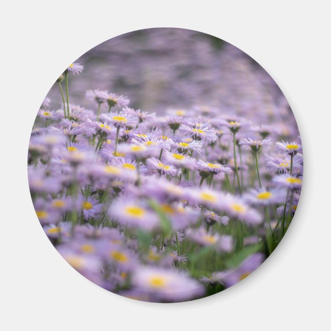 Purple Aster Flowers Magnet (Front)