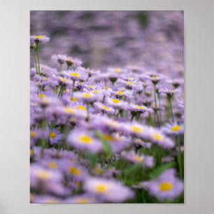 Purple Aster Flowers Poster