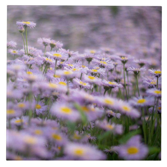 Purple Aster Flowers Tile (Front)